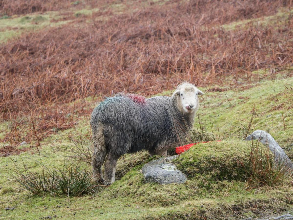 Howgill Lodge Kendal Eksteriør billede